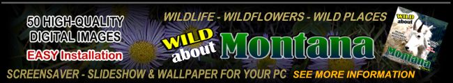 Wild About Montana - Screensaver, Slideshow & Wallpaper CD