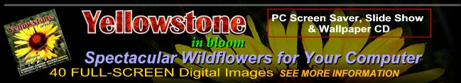 Yellowstone in Bloom - Screensaver, Slideshow & Wallpaper CD